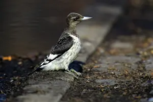Melanerpes: Red-Headed Woodpecker