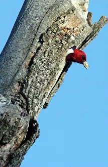 Melanerpes: Red-headed Woodpecker