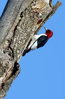 Melanerpes: Red-headed Woodpecker