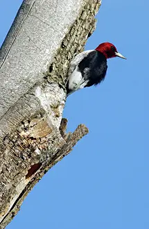 Melanerpes: Red-headed Woodpecker