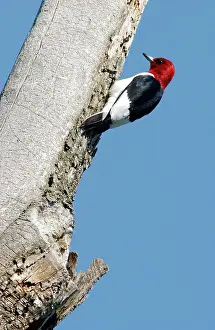 Melanerpes: Red-headed Woodpecker