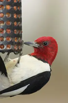 Erythrocephalus: Red-headed Woodpecker - Eating seeds at a bird feeder