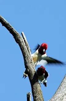 Melanerpes: Red-headed Woodpeckers