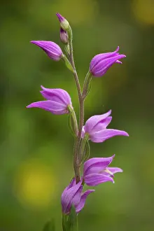 Helleborines: Red helleborine