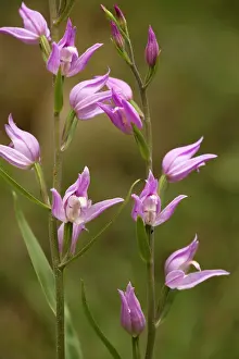 Helleborines: Red helleborine