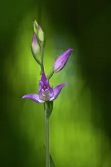 Cephalanthera: Red helleborine