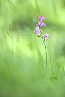 Kaiserstuhl: Red Helleborine