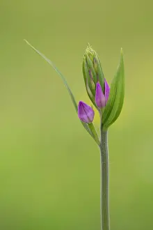 Buds: Red Helleborine