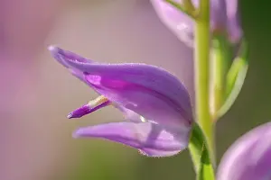 Fully: Red helleborine - fully blooming red helleborine orchid on a