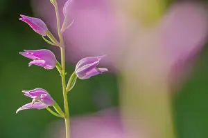 Fully: Red helleborine - fully blooming red helleborine orchid on a