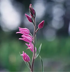 Helleborine: RED HELLEBORINE ORCHID