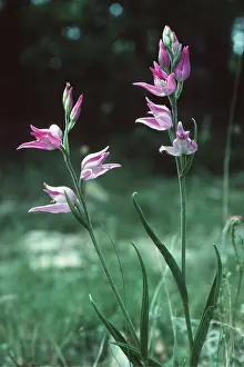 Orchids: Red Helleborne ORCHID
