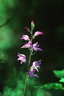 David C Dixon: RED HELLEBORNE ORCHID