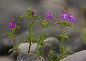 Galeopsis: Red-Hemp Nettle