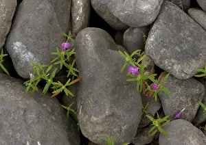 Galeopsis: Red-Hemp Nettle