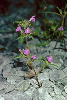Galeopsis: RED-HEMP NETTLE - in flower