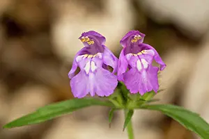 Decreasing: Red Hemp-nettle, in flower rare and decreasing in UK