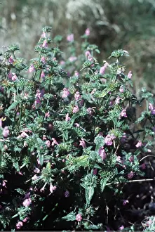 Weeds: RED-HEMP NETTLE - narrow leaf
