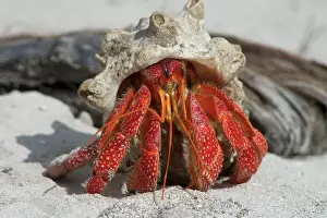 Keeling: Red Hermit Crab - Emerging from its shell