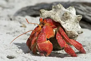 Keeling: Red Hermit Crab - Emerging from its shell