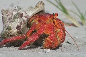 Keeling: Red Hermit Crab - Emerging from its shell