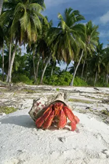 Keeling: Red Hermit Crab in its habitat, emerging from its shell