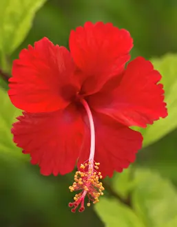 Stamens: Red hibiscus, Hibiscus rosa-sinensis, Belize