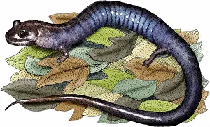 Listed: Red hills salamander