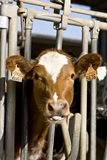 Stalling: Red Holstein calf in a feeding stall Italy