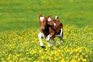 220818: Red Holstein Cattle, calf running across a flower