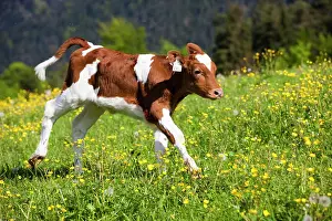 Tirol: Red Holstein Cattle, calf running across a flower