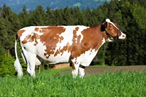 Halter: Red Holstein Cattle, dairy cattle wearing a halter