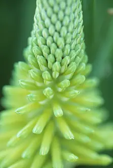 Kniphofia: Red Hot Poker