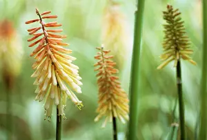 Kniphofia: Red Hot Poker