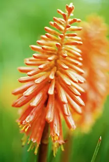 Torch: Red Hot Poker