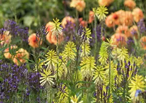 Kniphofia: Red hot poker