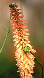 Kniphofia: Red hot poker