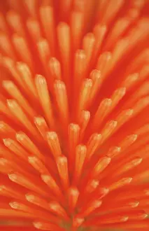 Kniphofia: Red Hot Poker