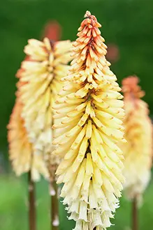 Torch: Red hot poker