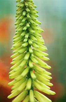 Kniphofia: Red Hot Poker