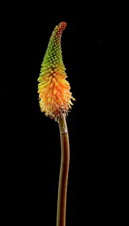 Kniphofia: Red hot poker