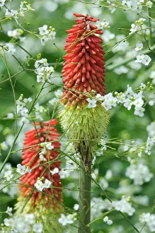 Disorganized: Red Hot Poker