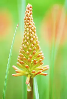 Flame: Red hot poker