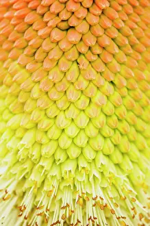 Kniphofia: Red hot poker, Kniphofia northiae, close up showing