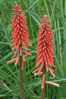 Kniphofia: Red hot poker, Kniphofia Samuel's sensation'. Side