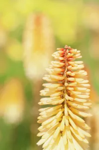 Kniphofia: Red hot poker, Kniphofia Tawny King, A single spire