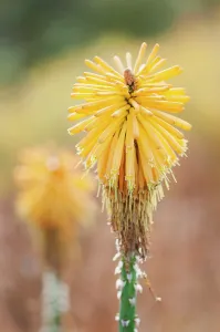 Kniphofia: Red hot poker, Kniphofia Yellow cheer, Close view