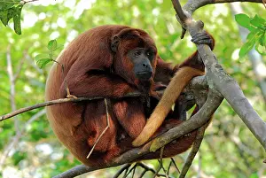 Alouatta: Red Howler Monkey