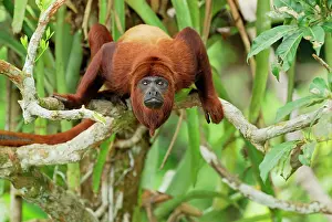 Alouatta: Red Howler Monkey