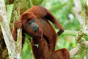 Alouatta: Red Howler Monkey